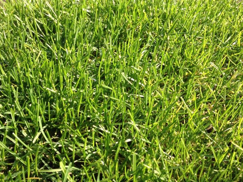 PowerGrass hybrid turf with natural grass